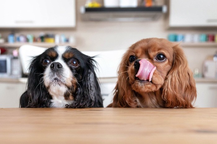 食べ物をもらおうと待っている2頭の犬