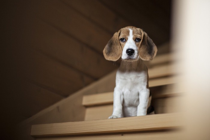 階段の途中で座る老犬