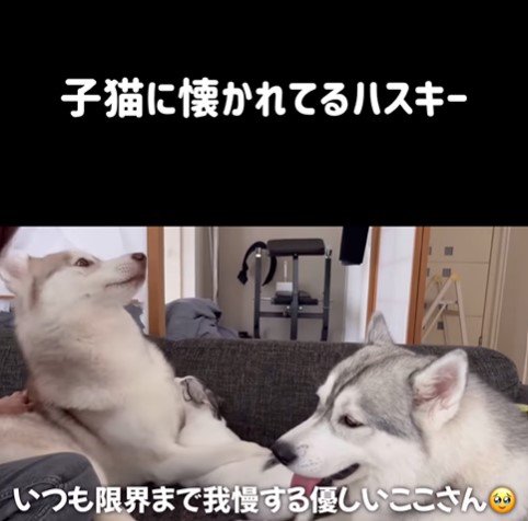 りりたん＆ここちゃん＆くぅちゃん9