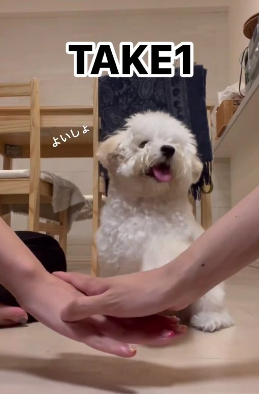 飼い主の重ねた手の奥に白い犬