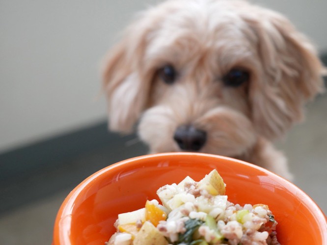 犬と手作りご飯