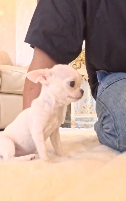 極小チワワのルミちゃん