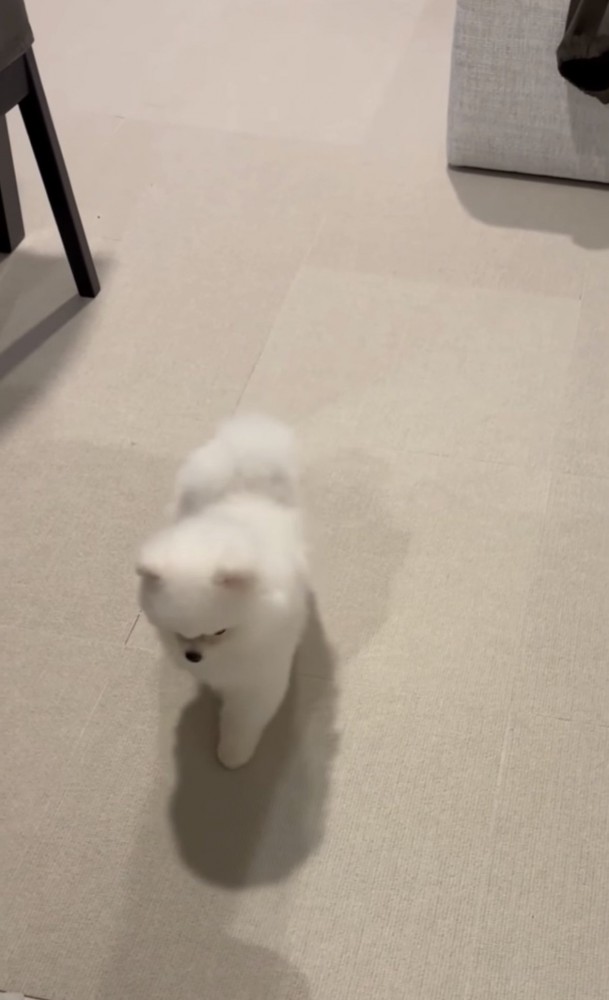 元の位置に戻る犬