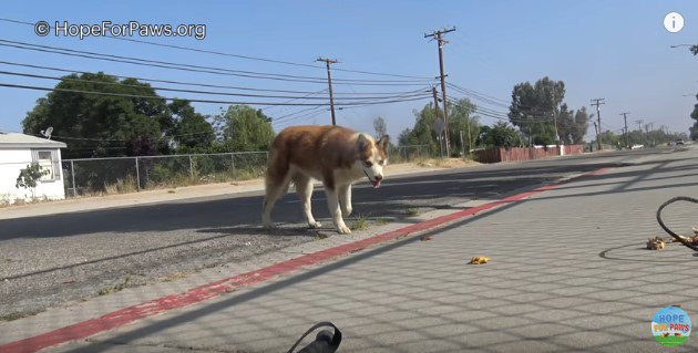 食べ物を見つめる犬