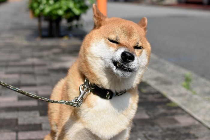 嫌そうな顔をする犬