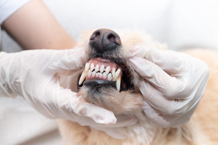 唇をめくる、犬の前歯と犬歯のアップ