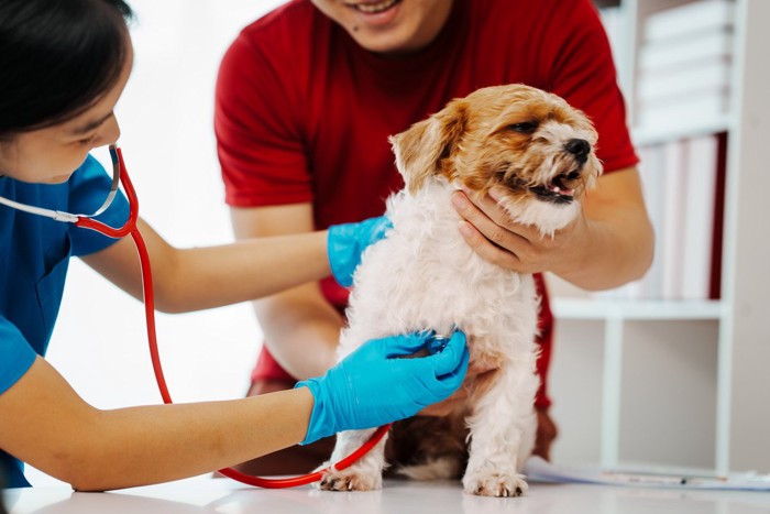 診察を受ける小型犬