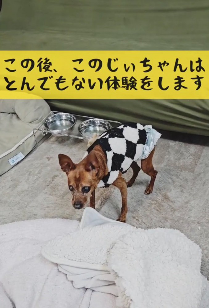 休もうとする老犬