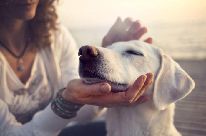 笑顔の犬