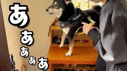 ハーネスをつけられながら吠える犬