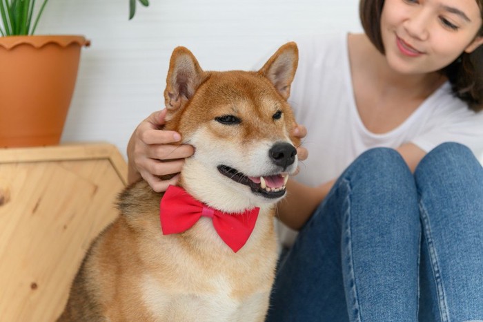 女性と並ぶリボンをつけた柴犬