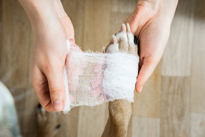 包帯を巻かれる犬の手