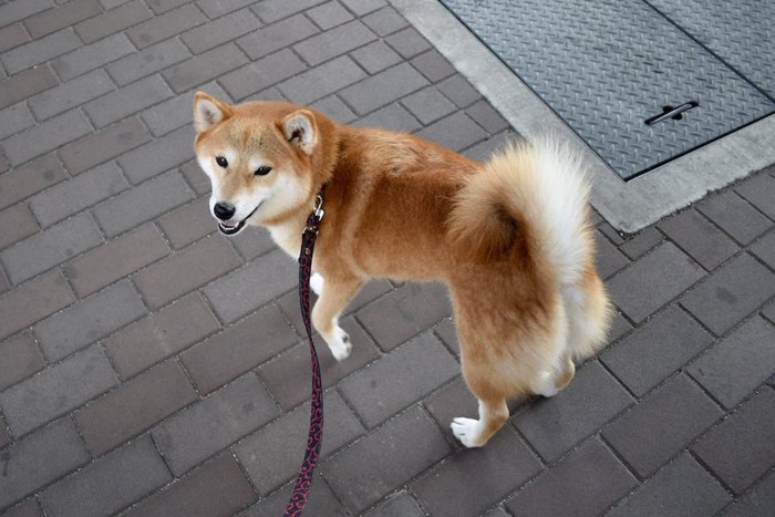 散歩の途中で振り返る柴犬