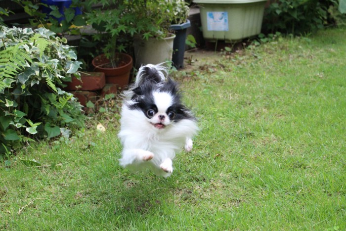 お庭で走り回る犬