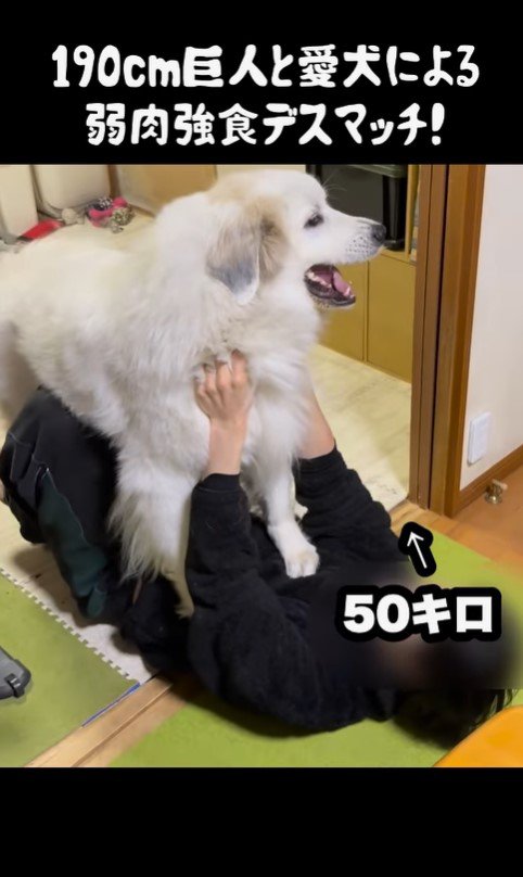 ドレミちゃんVSパパさん