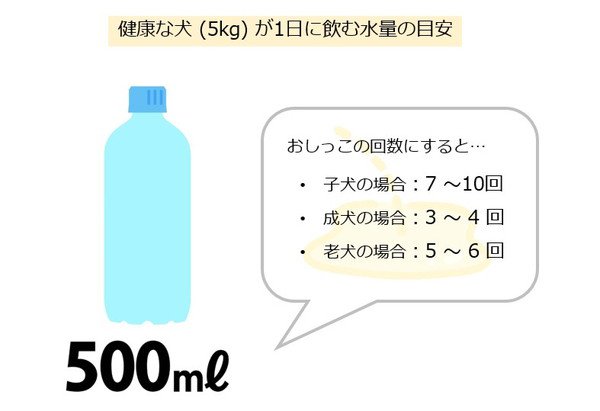 犬が1日に飲む正常な飲水量の目安