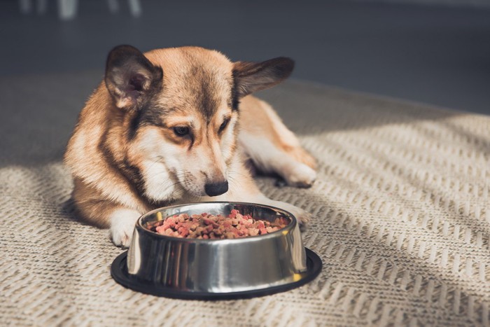 床に伏せてご飯を見つめる犬