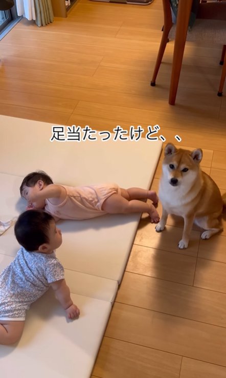 双子のそばに座りつつもの言いたげな柴犬