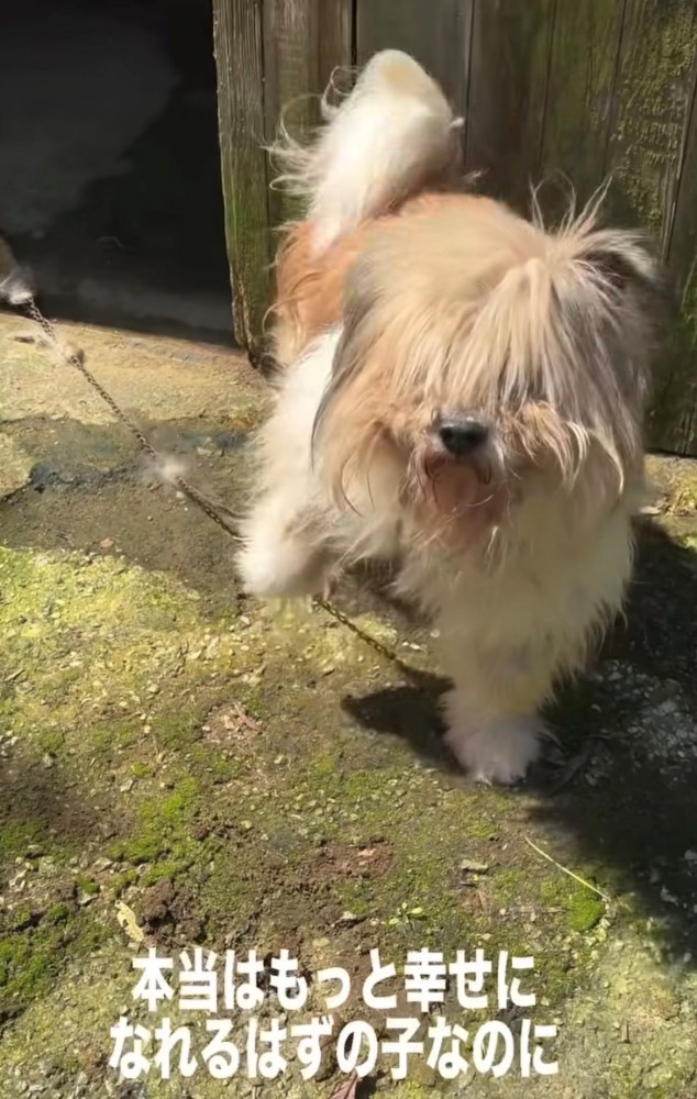 片方の前足を上げている犬