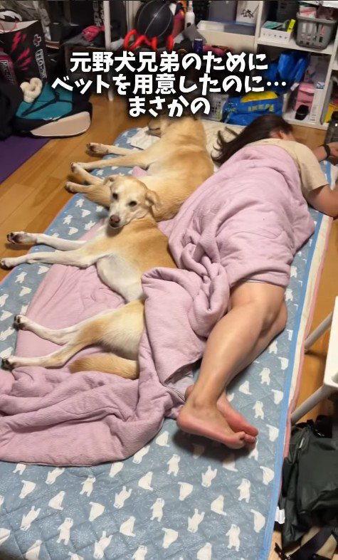 2匹ともママさんのお布団にいます!