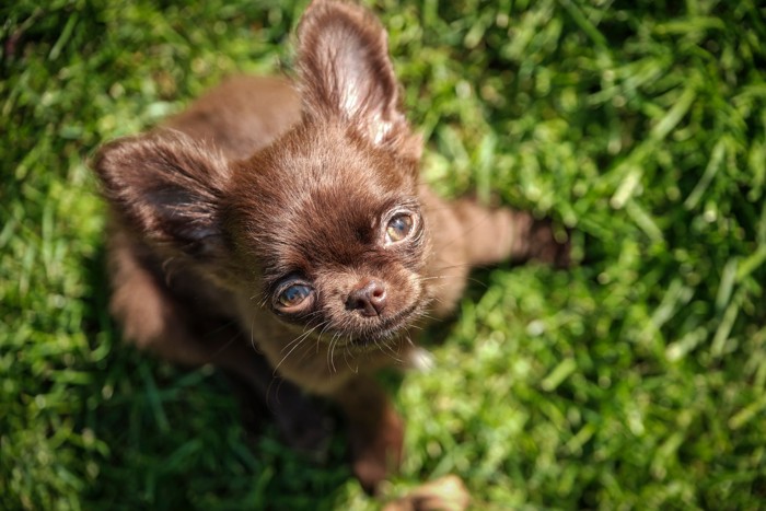 上を見上げるチョコレート一色のチワワの子犬