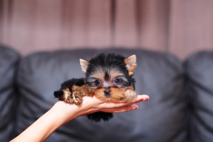 手のひらに乗っている子犬