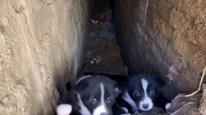 野良犬の子犬たち