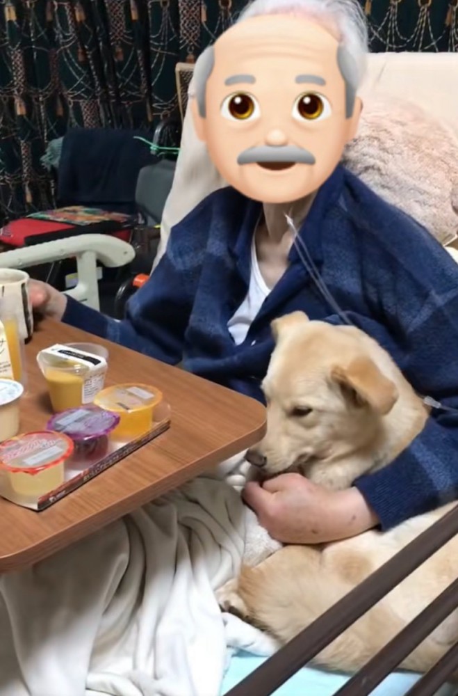 寄り添う犬2