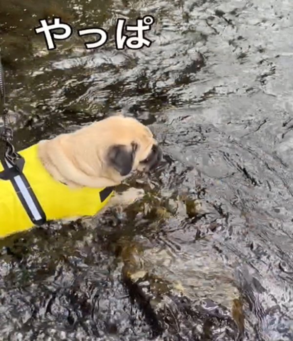 足をつく犬