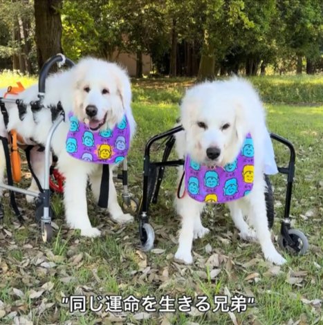 向き合う