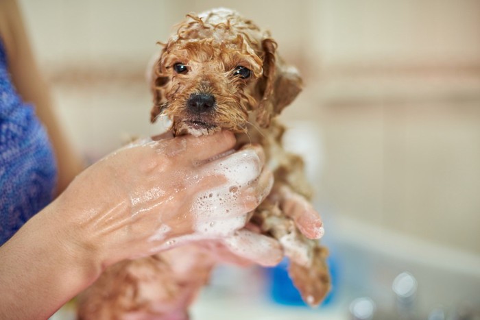 シャンプーされる子犬