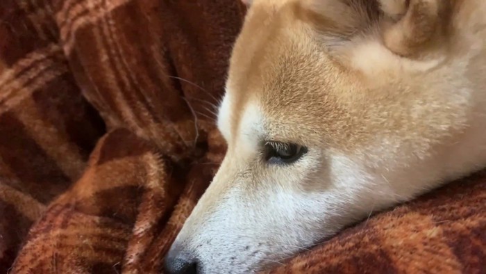 膝の上もいいけれど…