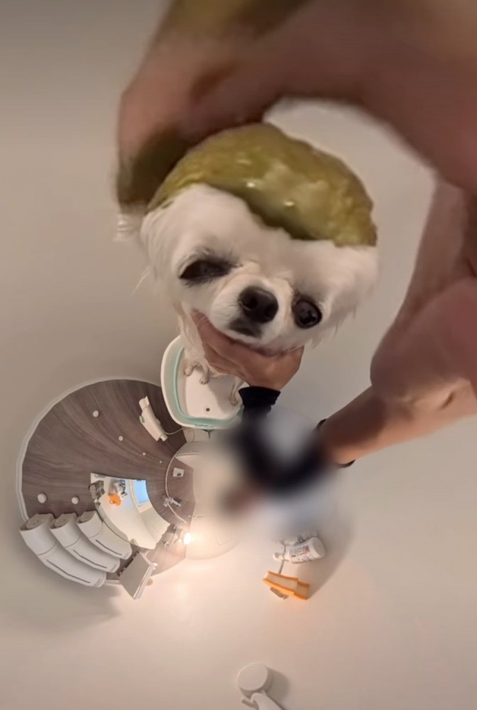 パックを塗られる犬