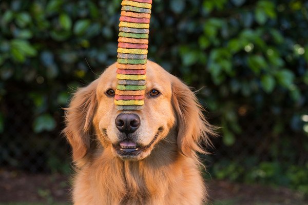 鼻の頭にクッキーを乗せているゴールデンレトリバー