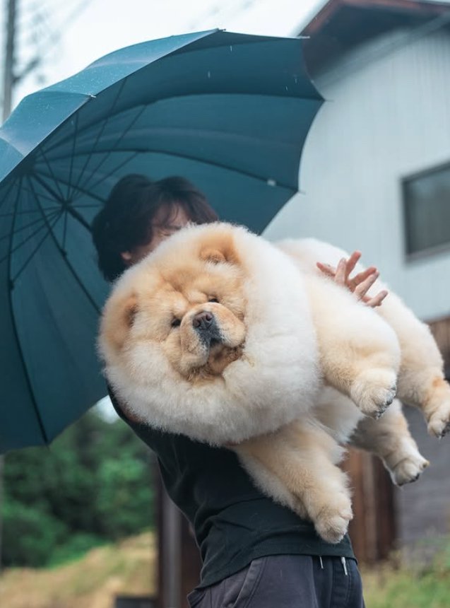 傘をさしている飼い主に抱っこされている犬