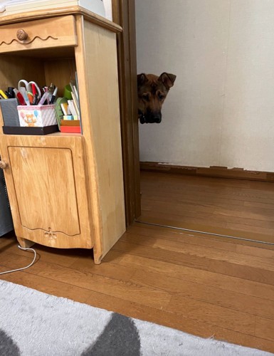 廊下から覗く犬