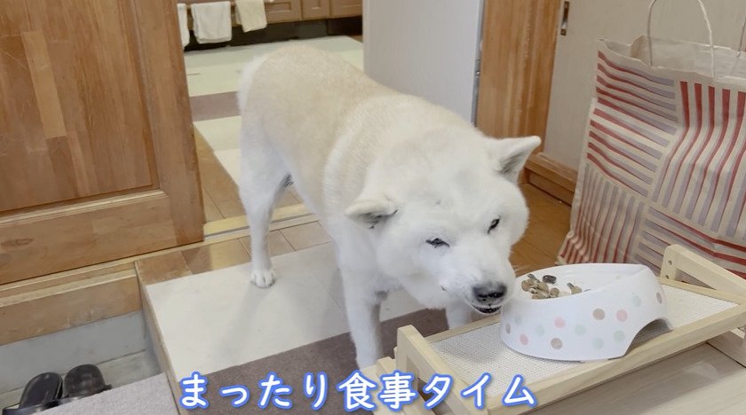 ご飯を食べる犬