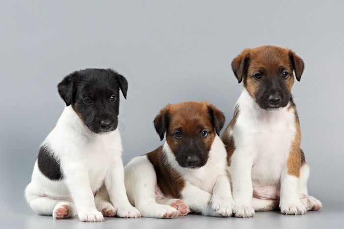 並んでいる3頭のスムース・フォックス・テリアの子犬
