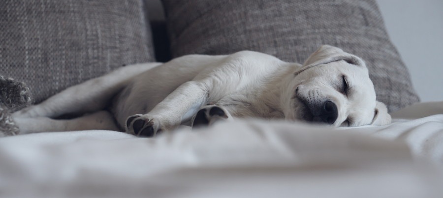 ソファの上で眠る犬