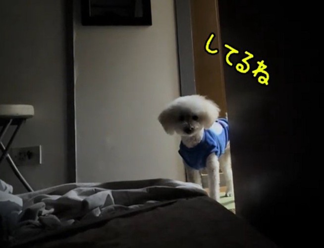 部屋の入り口から寝ている飼い主を見つめる白い犬