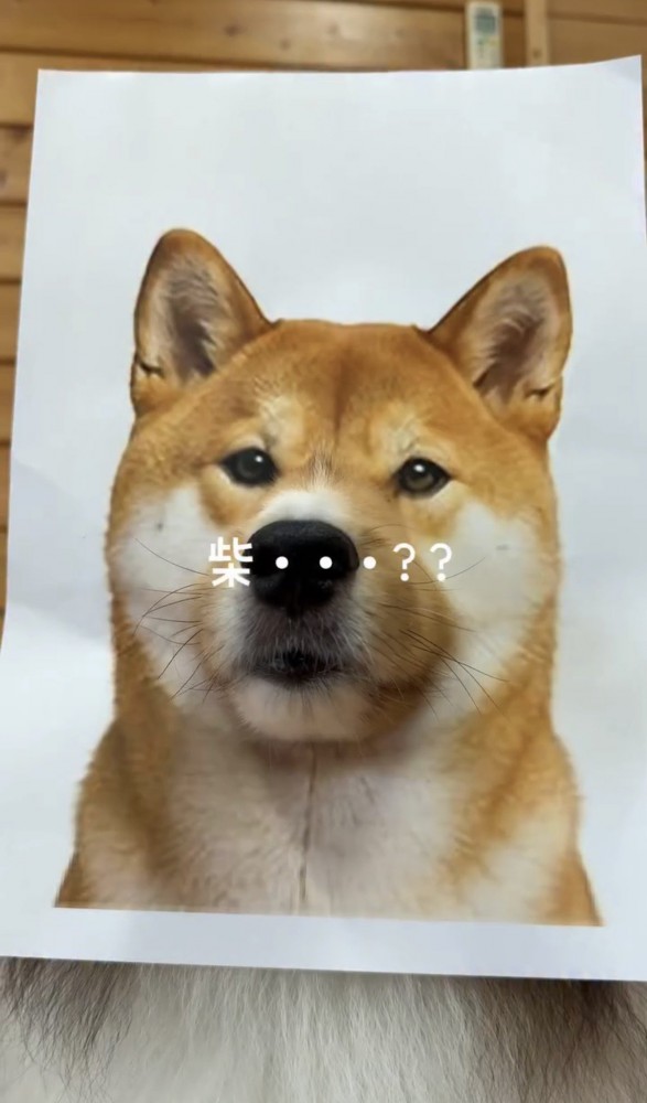 柴犬の顔に馴染む犬