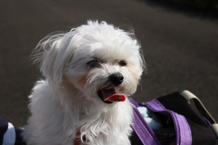 口を開けて舌を出している白い犬