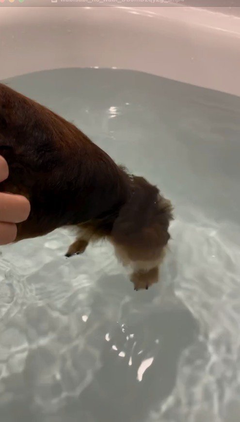 お湯の中に入っていく犬の足