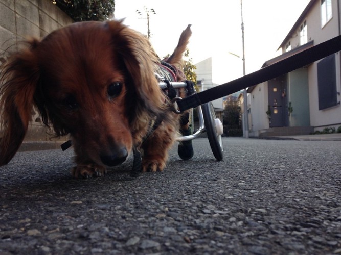 車いすで散歩