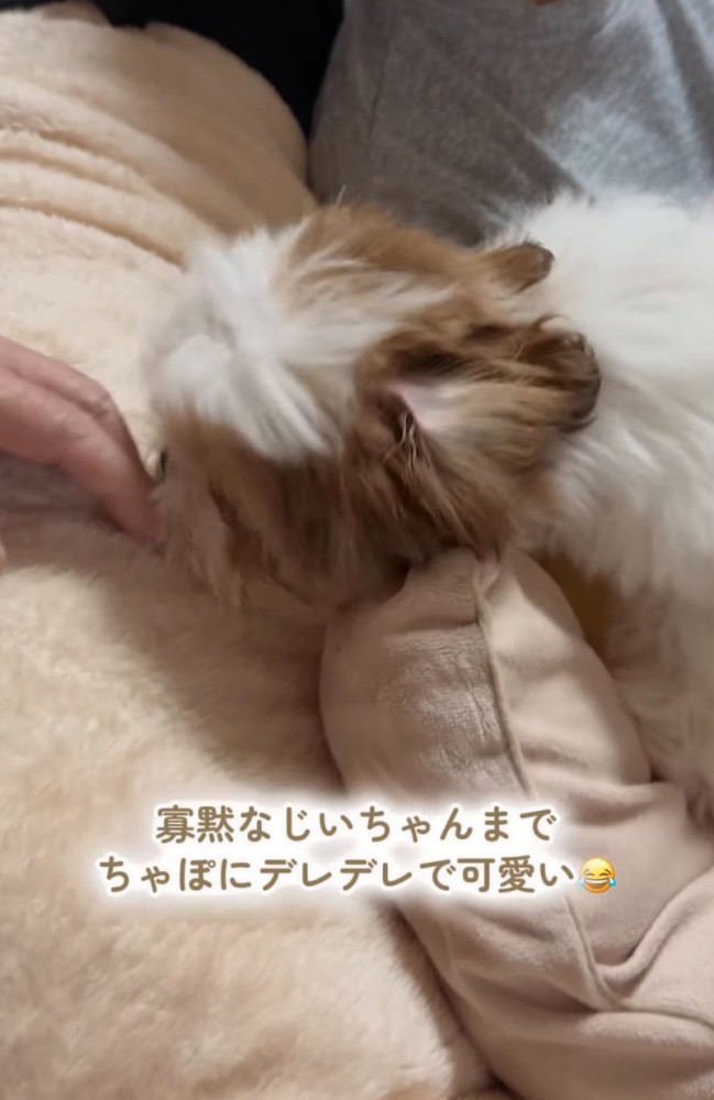 犬に手を伸ばす