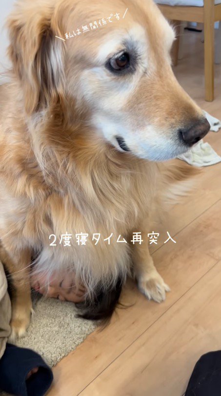 男の子にくっつかれたまま静かに座っている犬