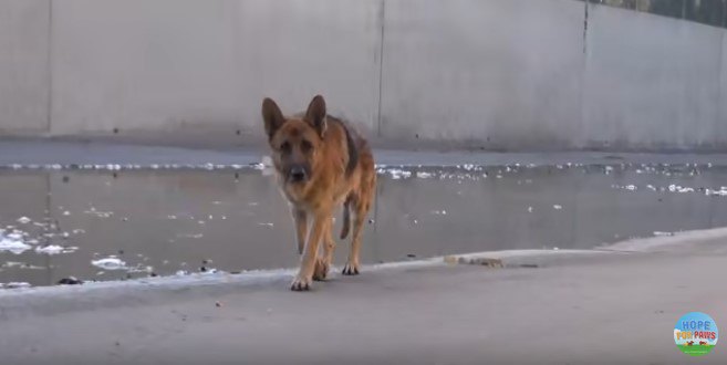 食べ物に寄ってくる犬