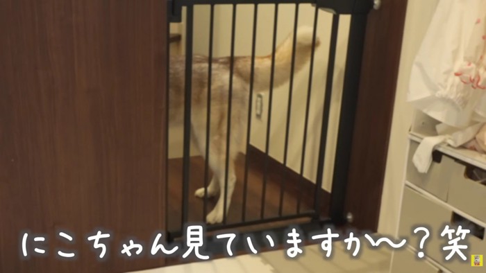 にこちゃんはそっぽを向いちゃった…！