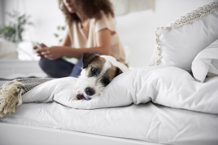 スマホを見ている女性とつまらなそうに横になっている犬