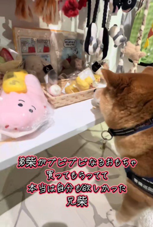 おもちゃを買ってほしいどんちゃん2